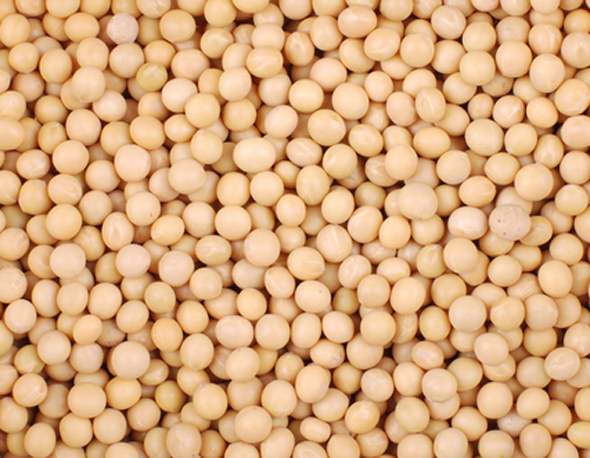 soybeans.png